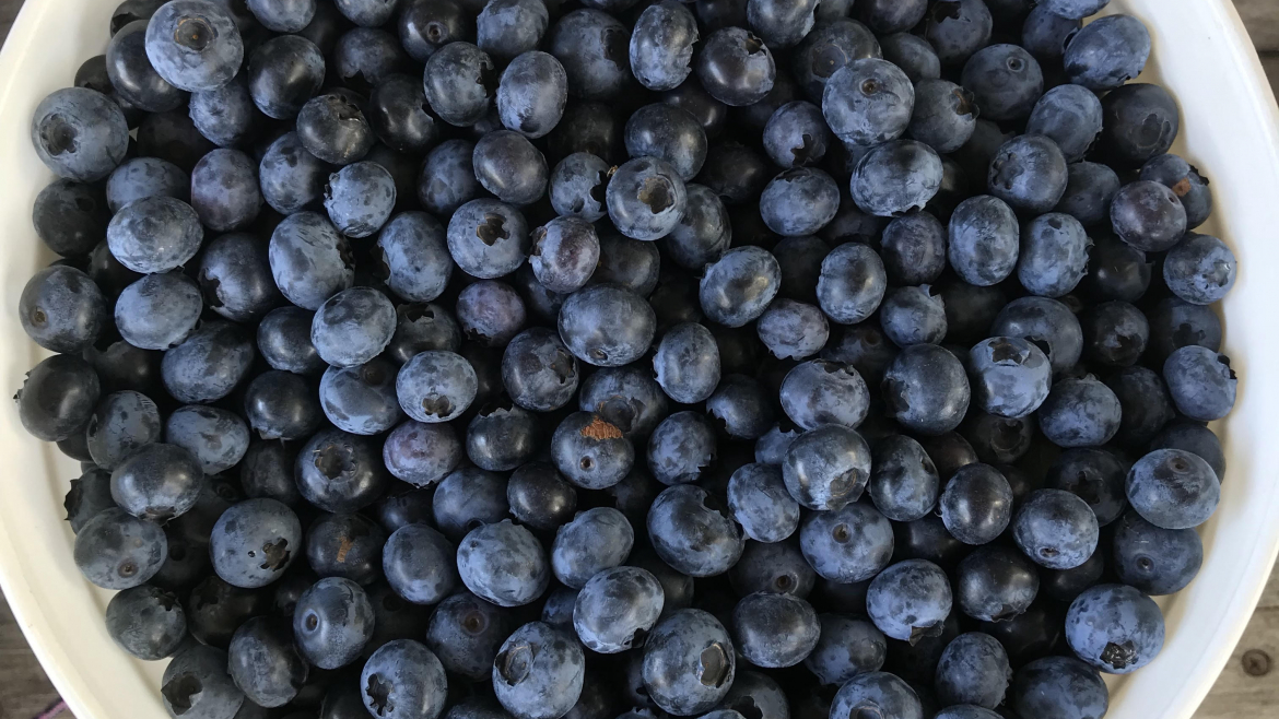 Certified Organic Blueberries